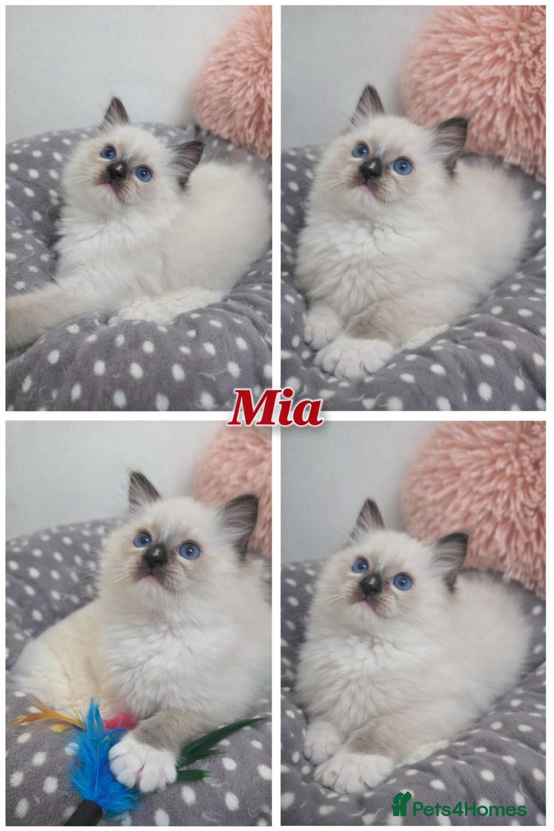 Ragdoll cats for sale: Beautiful GCCF Registered kittens - Advert 7