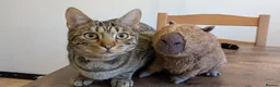 Bengal cats for sale: 1 year old Bengal boy - Advert 7