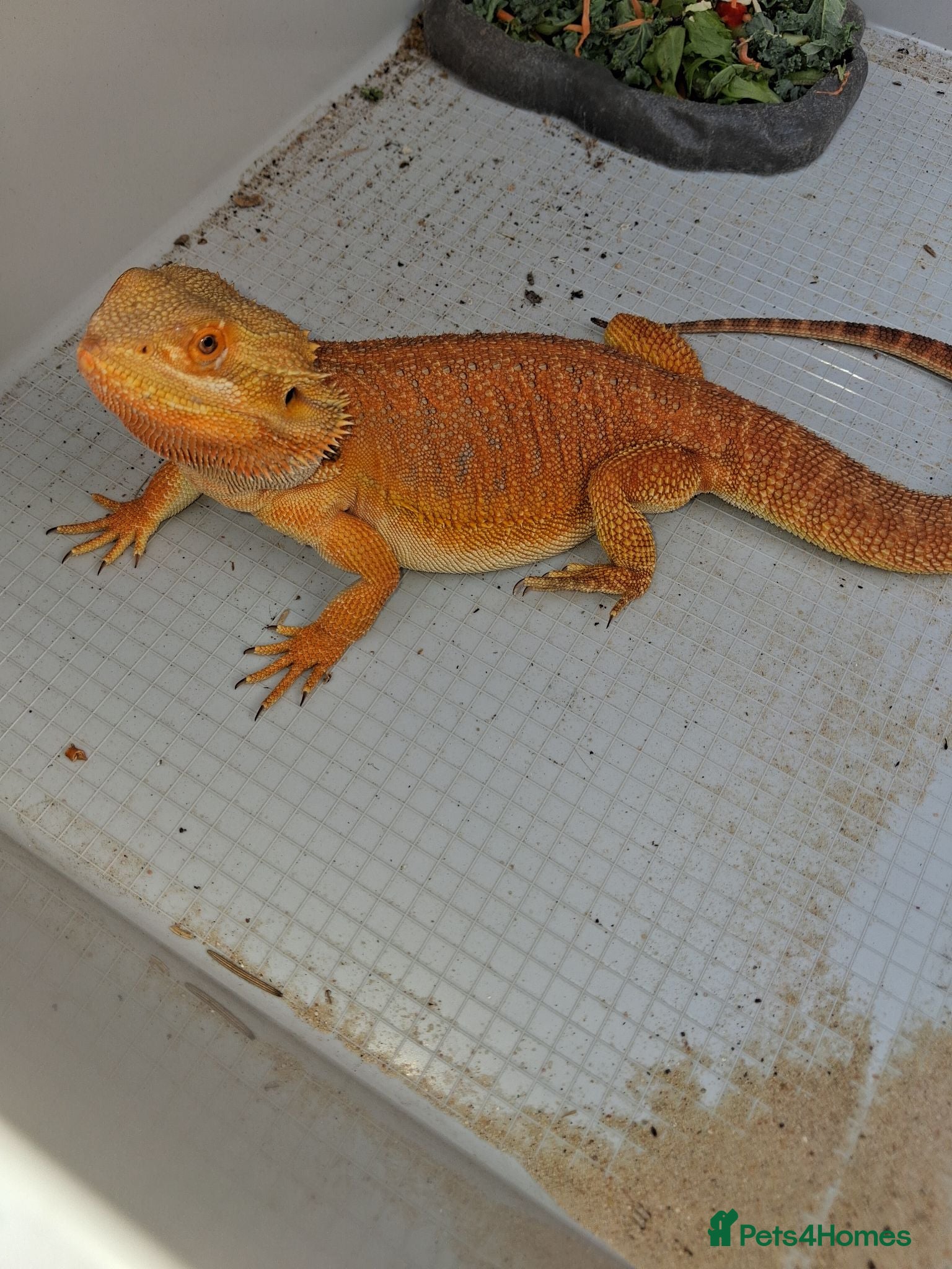 Bearded Dragon reptiles 🦎 Bearded Dragon – Complete Setup Included - Advert 5