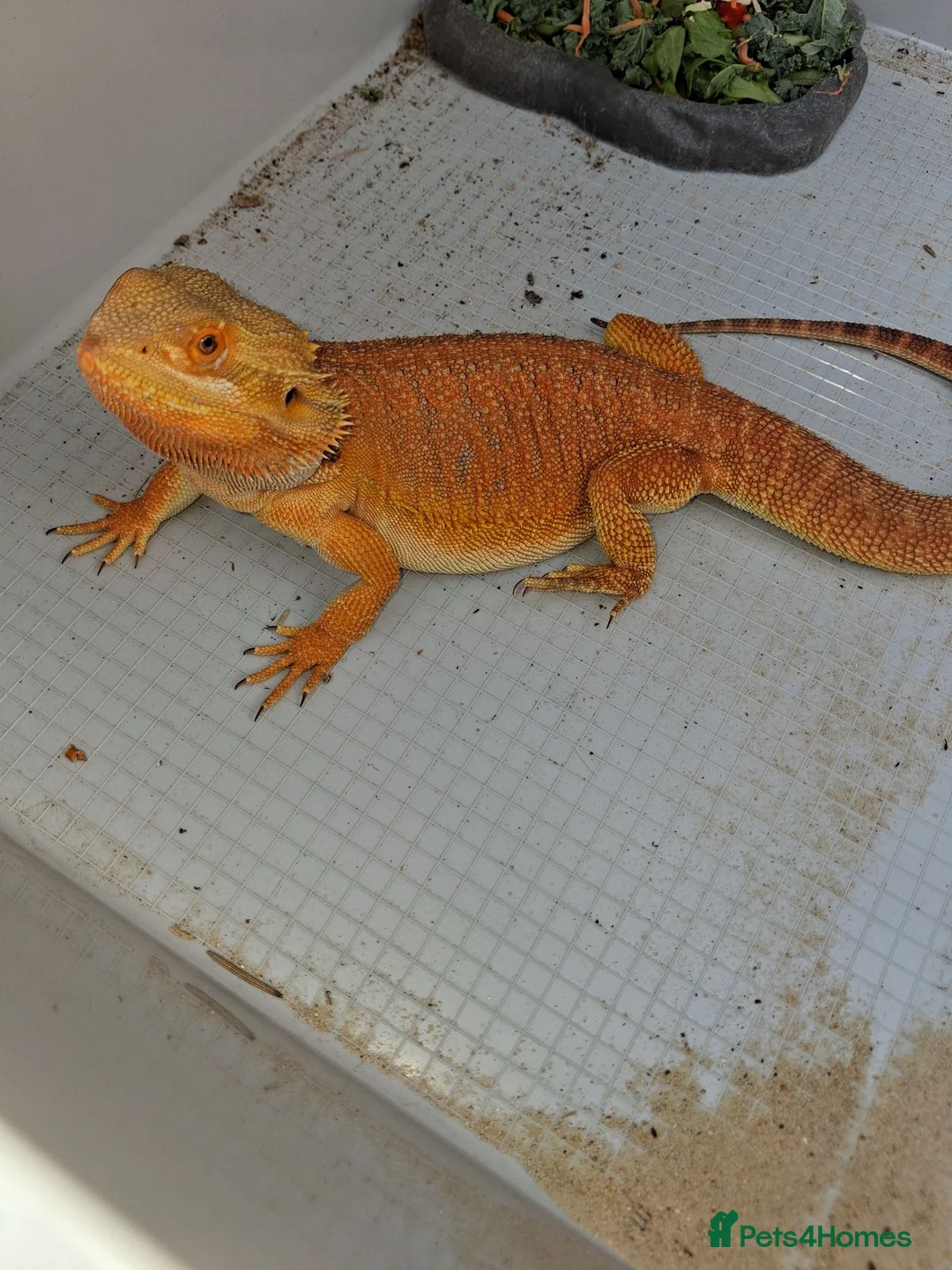 Bearded Dragon reptiles for sale: 🦎 Bearded Dragon – Complete Setup Included - Advert 1