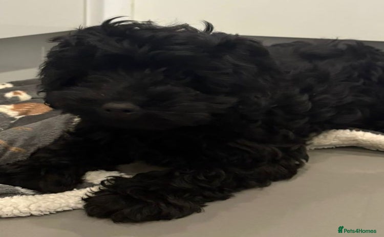 Cockapoo dogs Cockerpoo puppies  - Advert 4