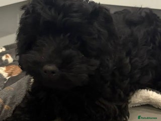 Cockapoo dogs Cockerpoo puppies - Advert 3