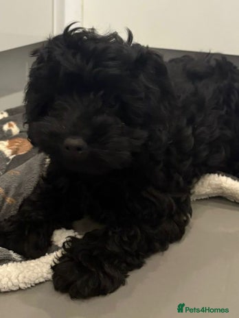 Cockapoo dogs Cockerpoo puppies - Advert 4