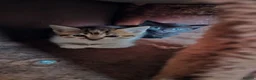 Mixed Breed cats for sale: 7 lovely kittens in Llanymynech - Advert 9