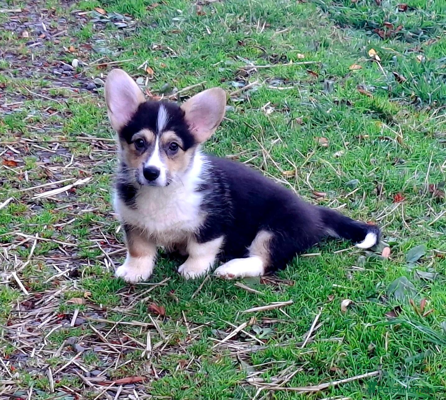 Welsh Corgi Pembroke dogs 1 boy 1 girl KC Pembroke Corgis  - Advert 4