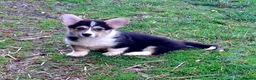 Welsh Corgi Pembroke dogs for sale: 1 boy 1 girl KC Pembroke Corgis  - Advert 5
