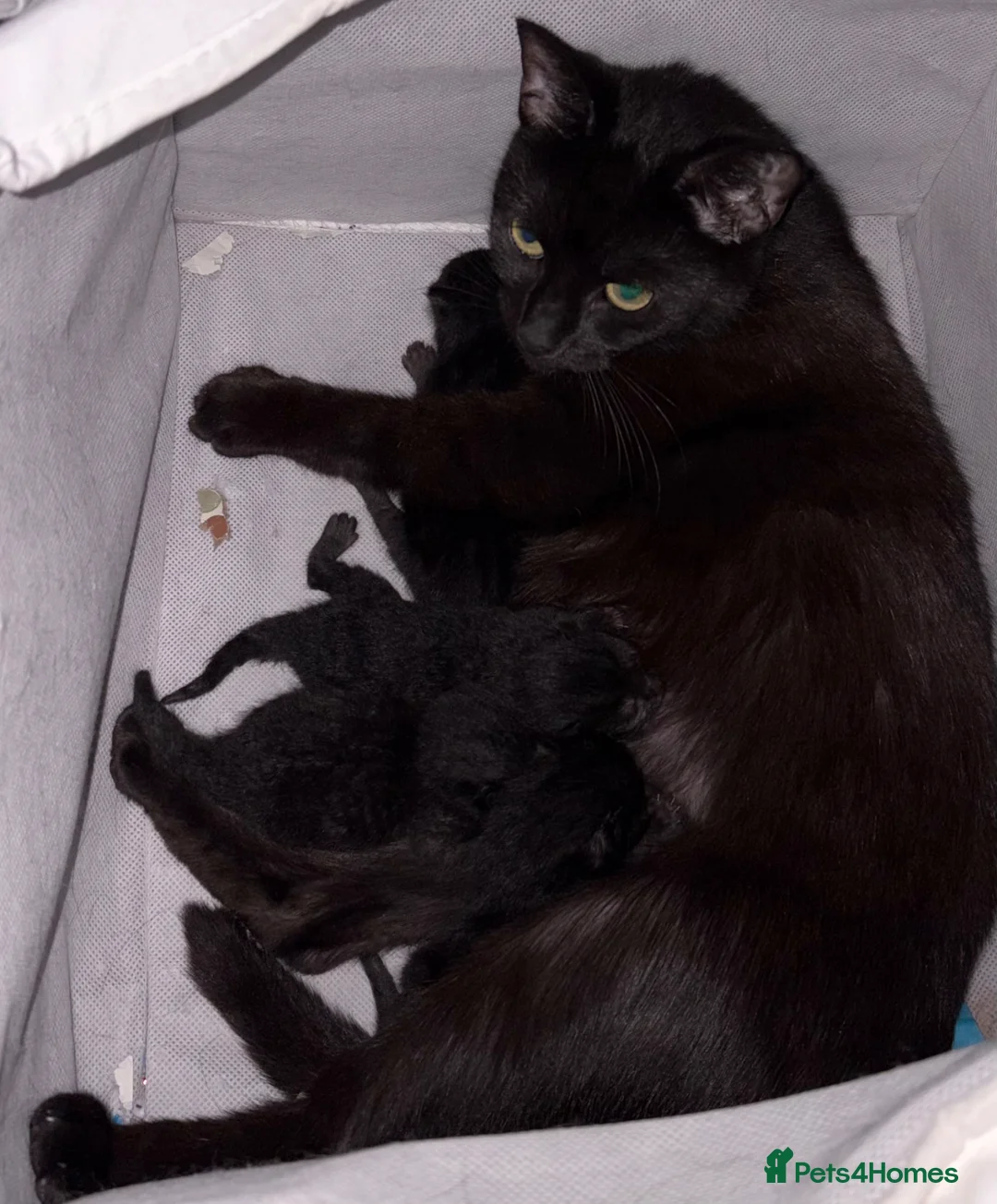 Mixed Breed cats for sale: Mother and 4 kittens  - Advert 2