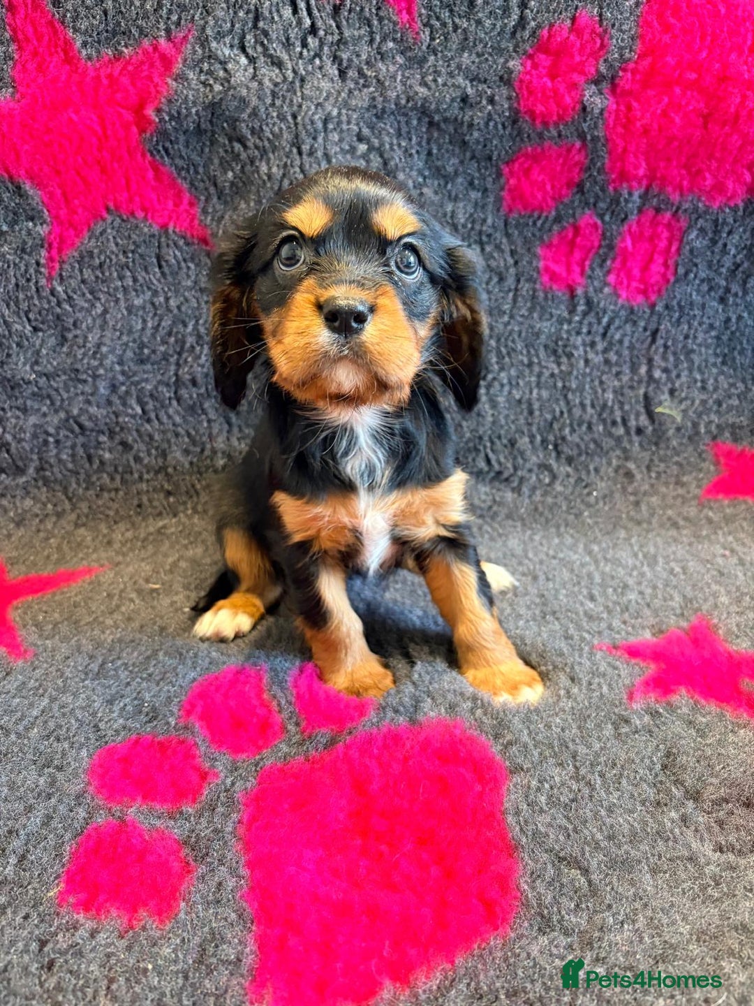 Cavalier King Charles Spaniel dogs for sale: Chocolate carriers kc  - Advert 1