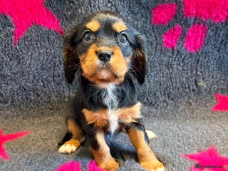 Cavalier King Charles Spaniel dogs Kc reg cavalier puppies - Advert 18