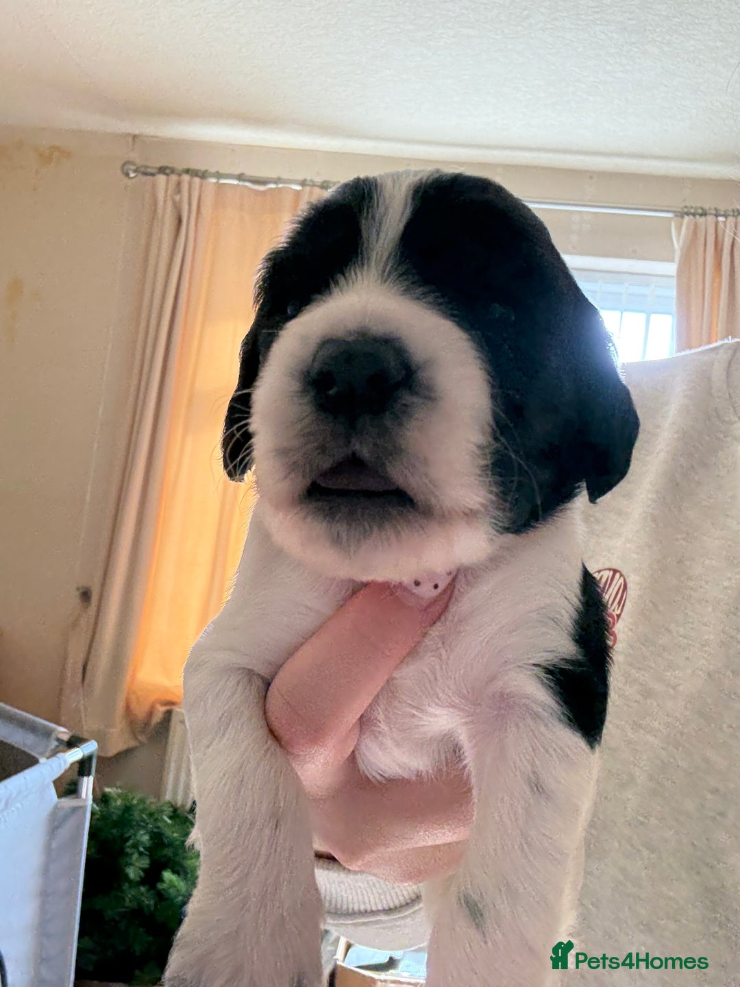 Cocker Spaniel dogs for sale: Working Cocker Spaniel Puppies  - Image 23