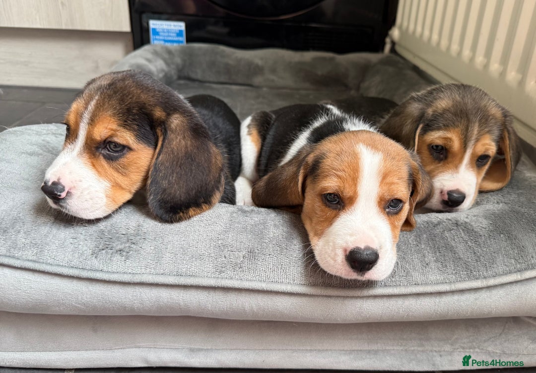 Beagle dogs for sale: Beagle puppies - Image 9
