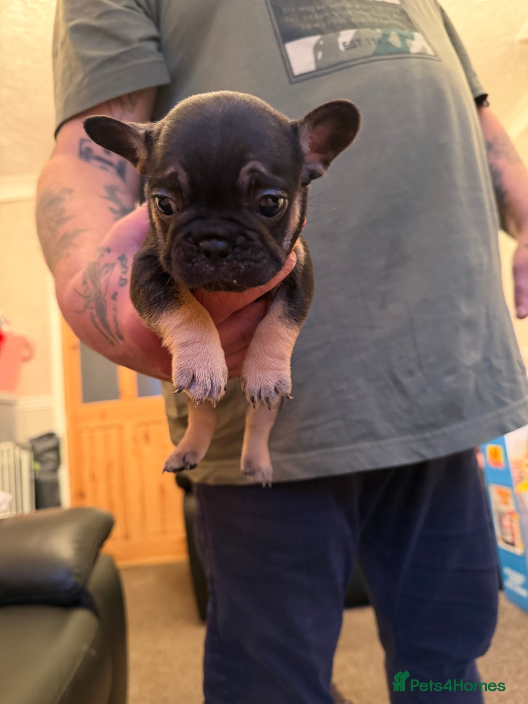 French Bulldog dogs for sale: French bulldog puppies  - Advert 5