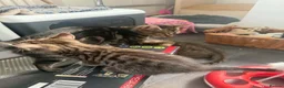 Mixed Breed cats for sale: 4 beautiful bengal mix kitten - Advert 19