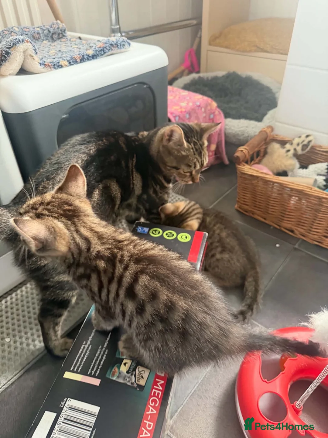 Mixed Breed cats for sale: 4 beautiful bengal mix kitten - Advert 19
