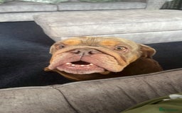 Old Tyme Bulldog dogs for sale: Beautiful Bulldog - Image 3