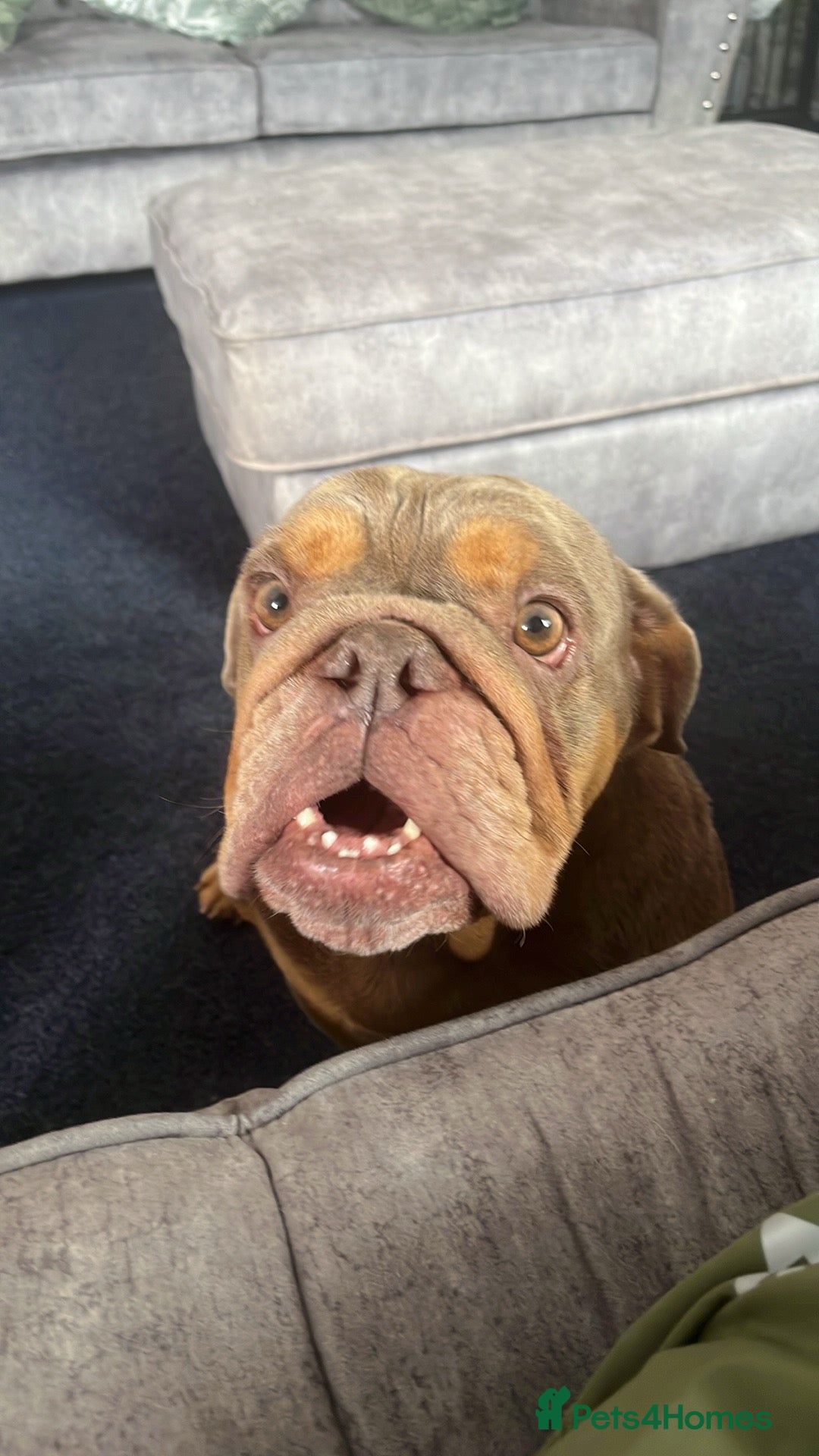 Old Tyme Bulldog dogs for sale: Beautiful Bulldog - Image 3