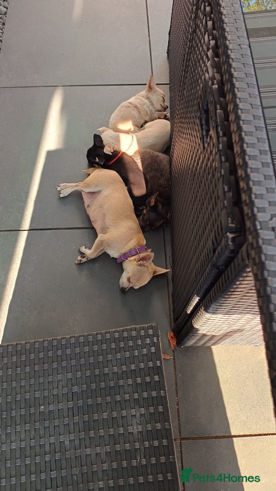 Chihuahua dogs for sale: 🐾Adorable Chihuahua Puppies Need 4ever Homes🐾 - Image 2