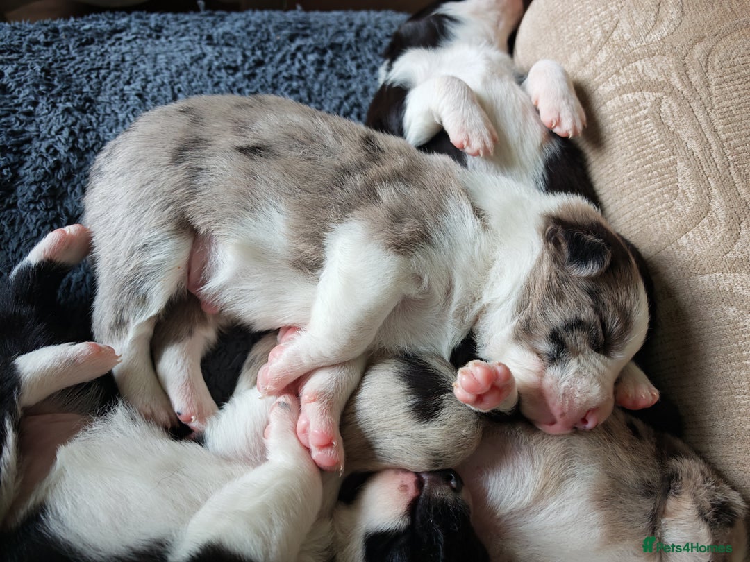 Border Collie dogs for sale: KC registered border collie puppies  - Advert 21