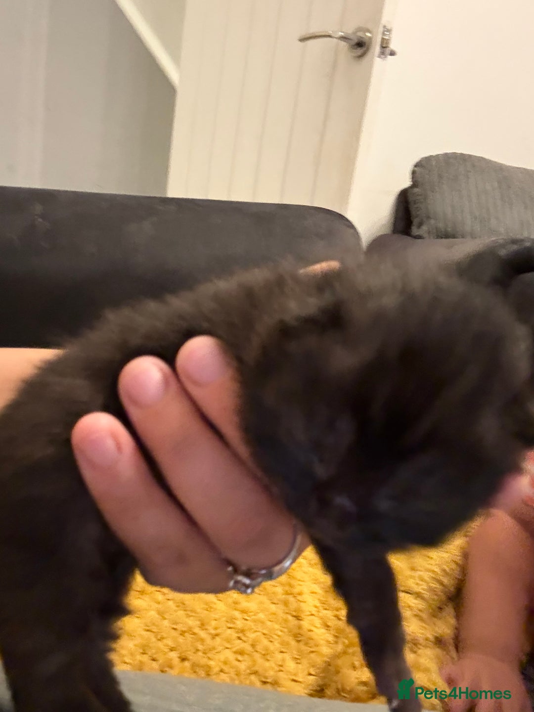 British Shorthair cats for sale: 2 kittens available now  - Image 3