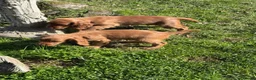 Cocker Spaniel dogs for sale: FTCH CHAMPION WORKING COCKERS  in Nottingham - Advert 10