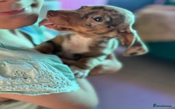 Dachshund dogs for sale: Beautiful dachshund puppies  - Image 3