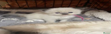 Ragdoll 2