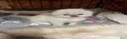Ragdoll cats for sale: 3 Ragdoll kittens  in Knottingley - Advert 5