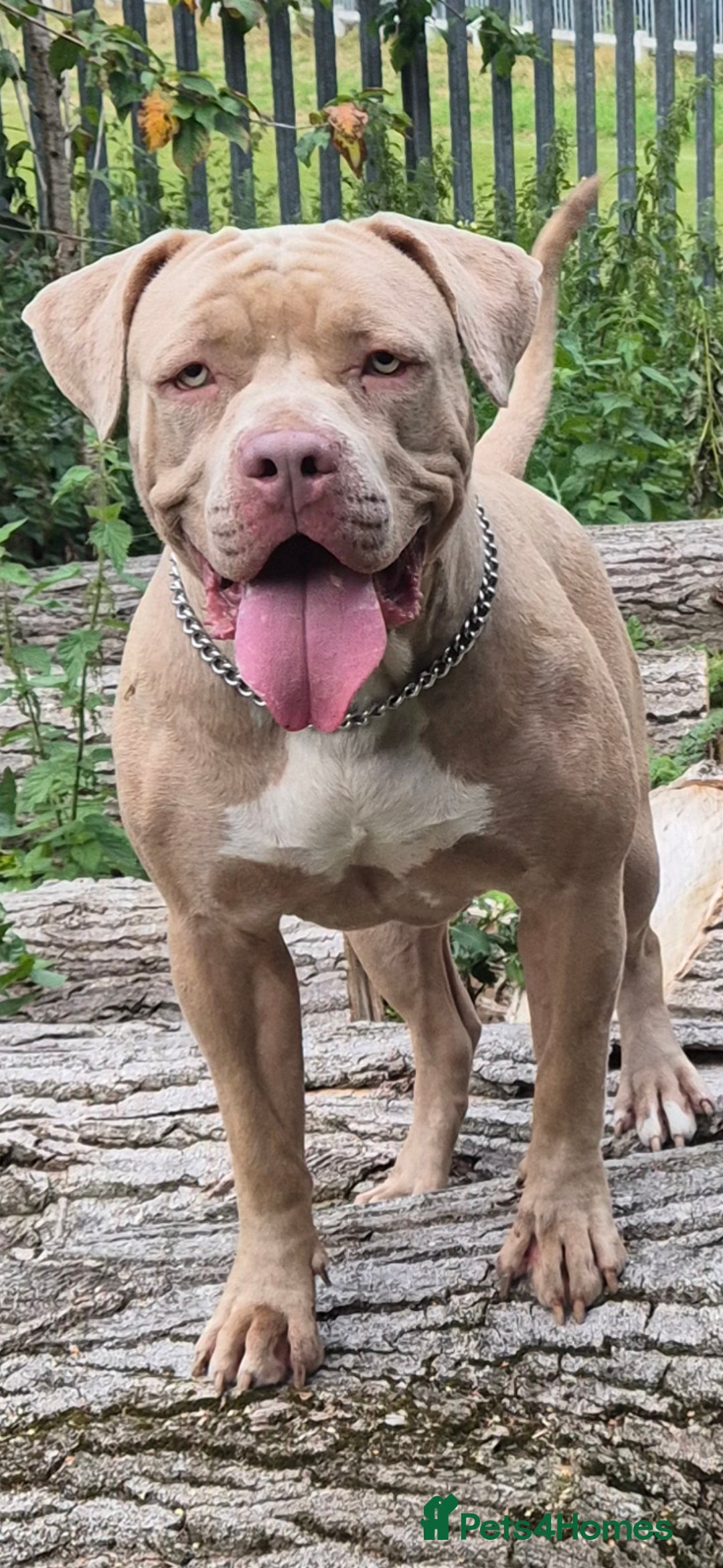 American Bully dogs Standard american bully  - Advert 11