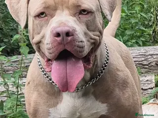 American Bully dogs Standard american bully - Advert 11