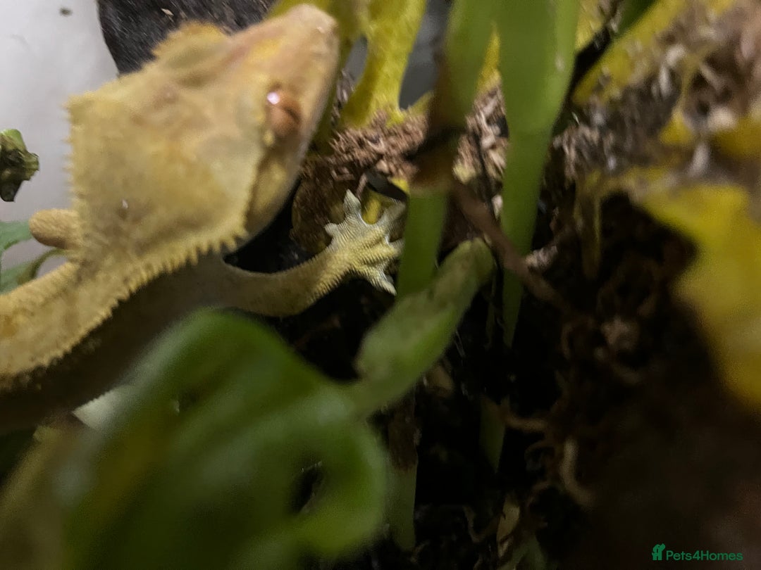 Gecko reptiles for sale: Male Crested Gecko - Advert 4