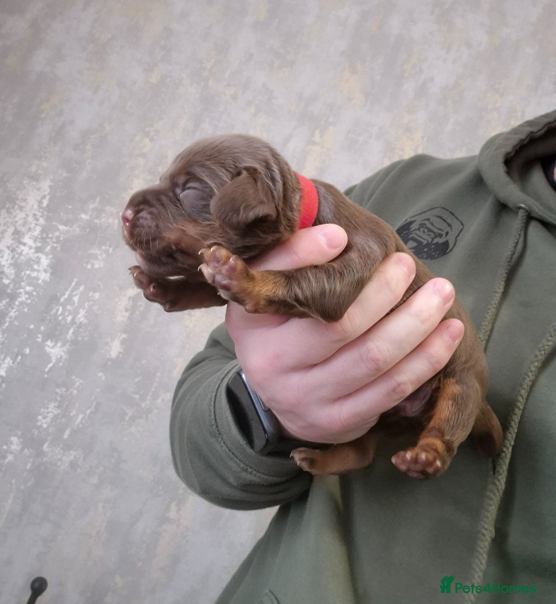 Cocker Spaniel dogs LAST BOY AVAILABLE ❤️ - Advert 1