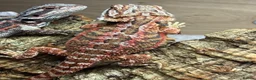 Bearded Dragon reptiles for sale: 💥💥💥Baby Dragons! WEEKEND SPECIAL £150 💥💥💥 - Advert 31
