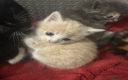 Mixed Breed cats for sale: Beautiful kittens READY NOW - Image 7