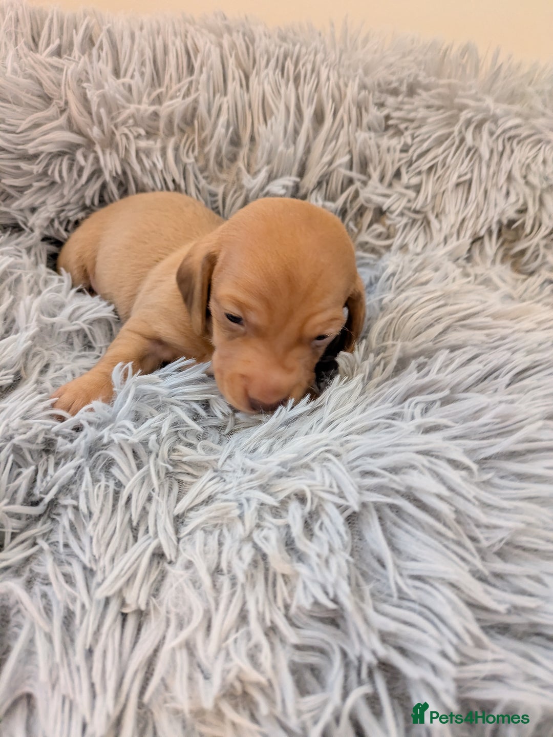 Miniature Dachshund dogs for sale: Miniature dashund puppies  - Advert 8