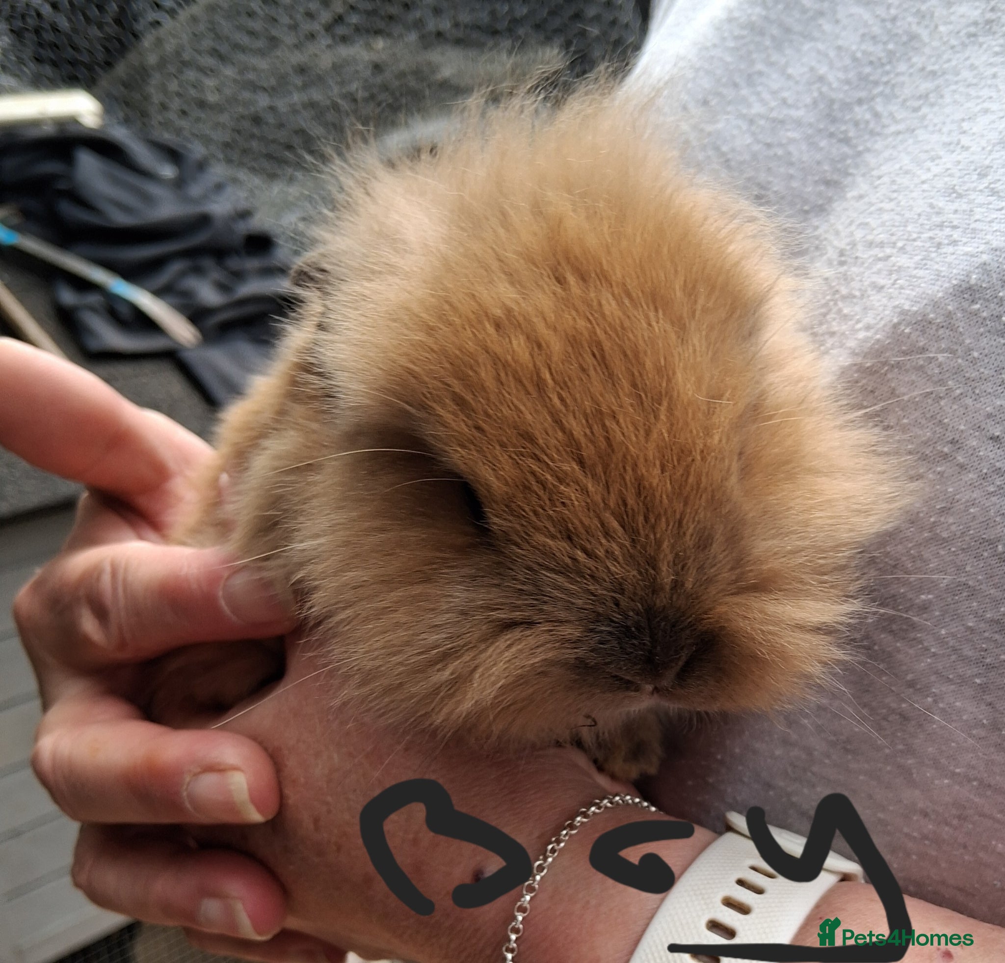Lionhead rabbits Baby lionhead lop bunnies - Advert 1
