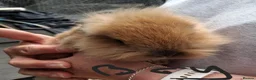 Lionhead rabbits for sale: Baby lionhead lop bunnies - Advert 1