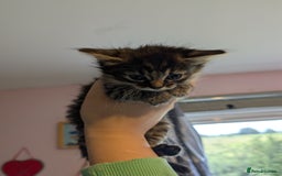 Mixed Breed cats for sale: One male two female long haired kittens - Image 5