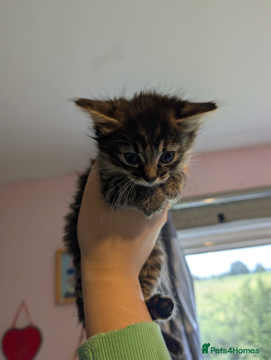 Mixed Breed cats for sale: One male two female long haired kittens - Image 5