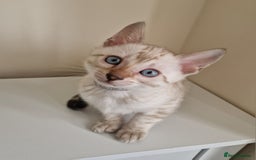 Bengal cats for sale: Stunning Glittered Pedigree Benga kittens  - Image 16