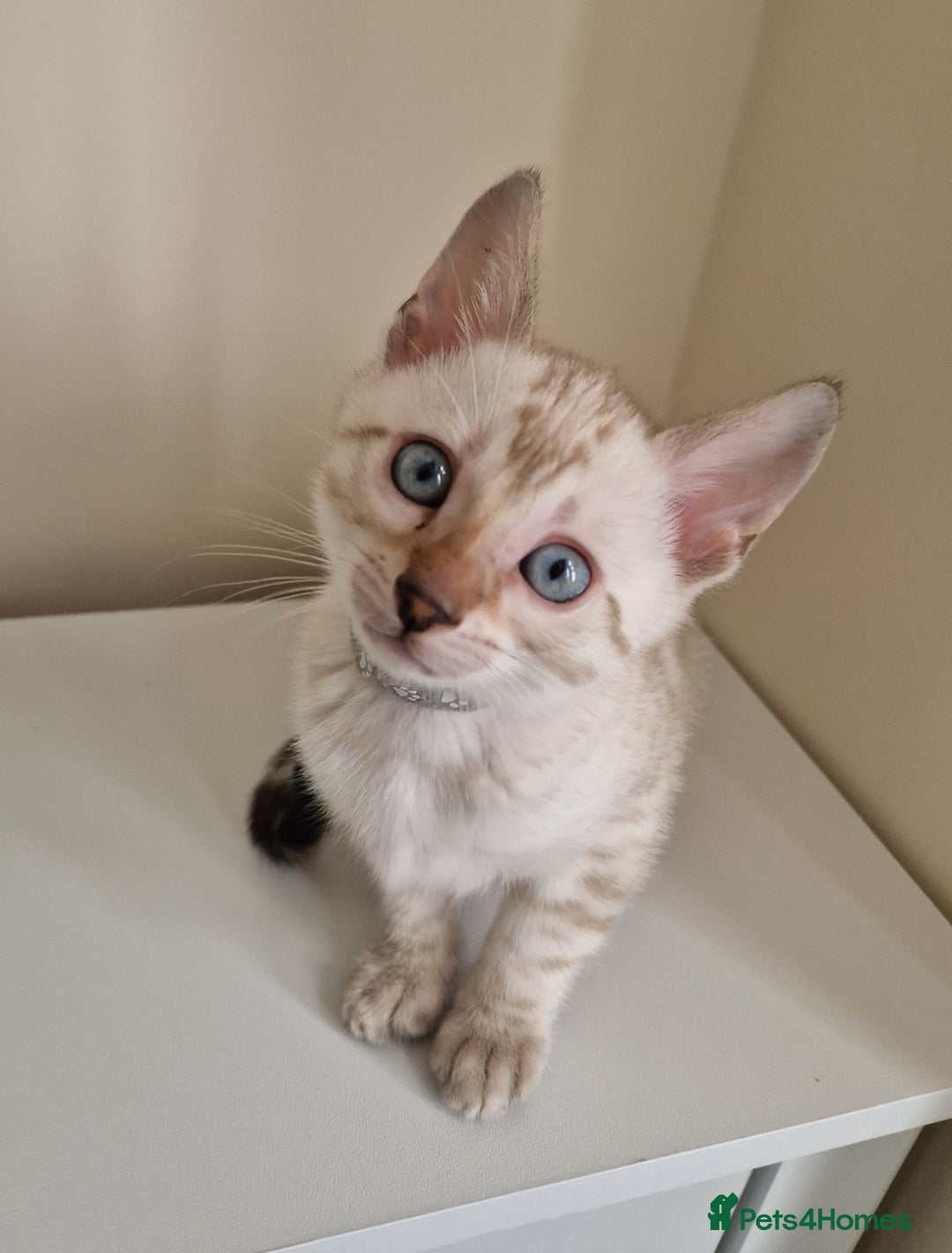 Bengal cats for sale: Stunning Glittered Pedigree Benga kittens  - Image 16