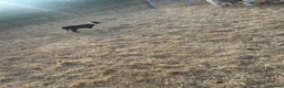 Border Collie dogs for sale: Pup 13 weeks old  in Rushden - Advert 5