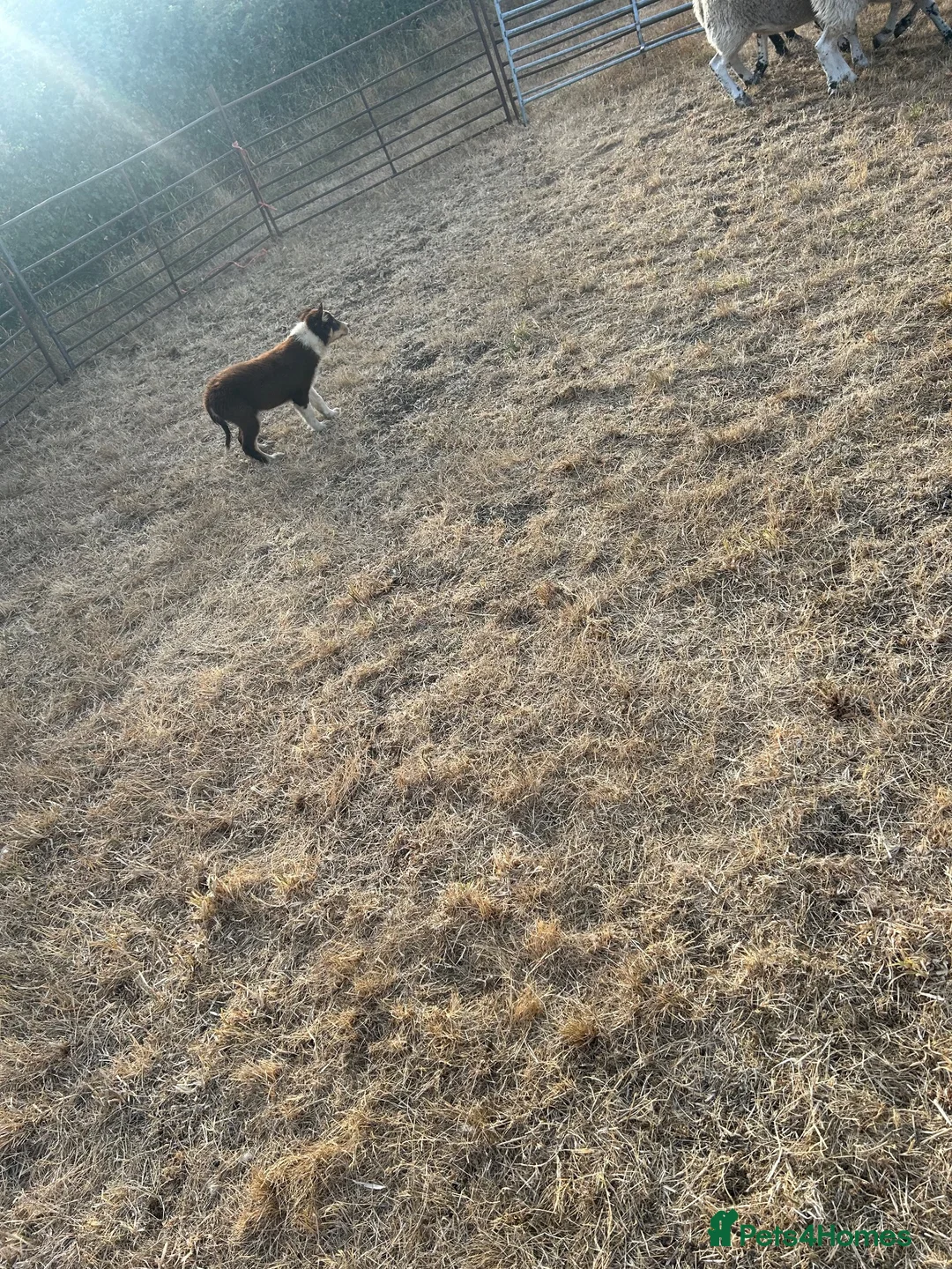 Border Collie dogs for sale: Pup 13 weeks old  in Rushden - Advert 5
