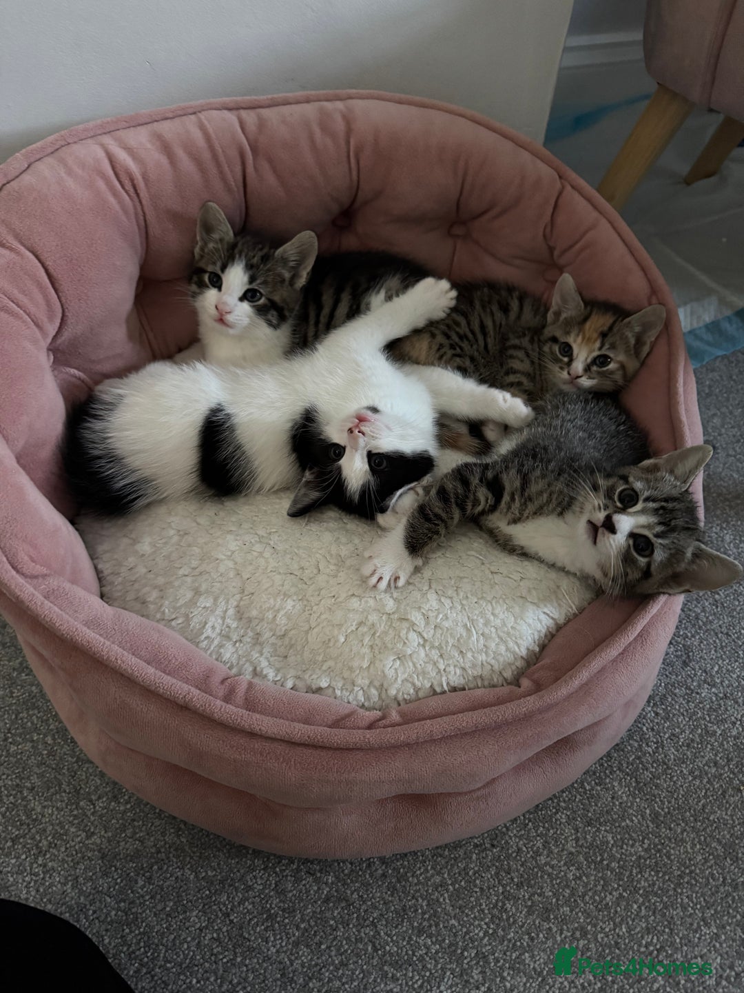 Oriental cats for sale: 4 beautiful kittens  - Image 8