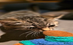 Mixed Breed cats for sale: Four handsome boys ready for their new home - Image 6