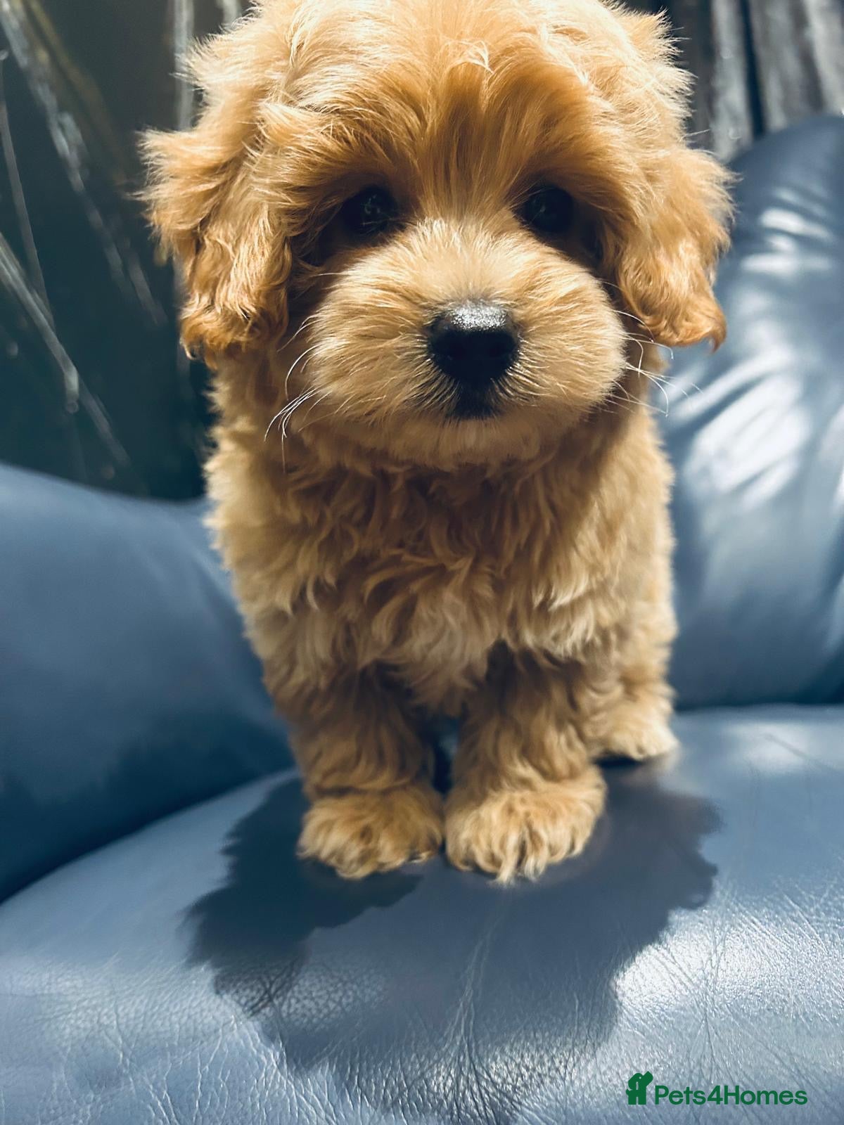Maltipoo dogs Miniature Maltipoo Puppies - Advert 4