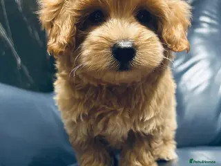 Maltipoo dogs Miniature Maltipoo Puppies - Advert 2