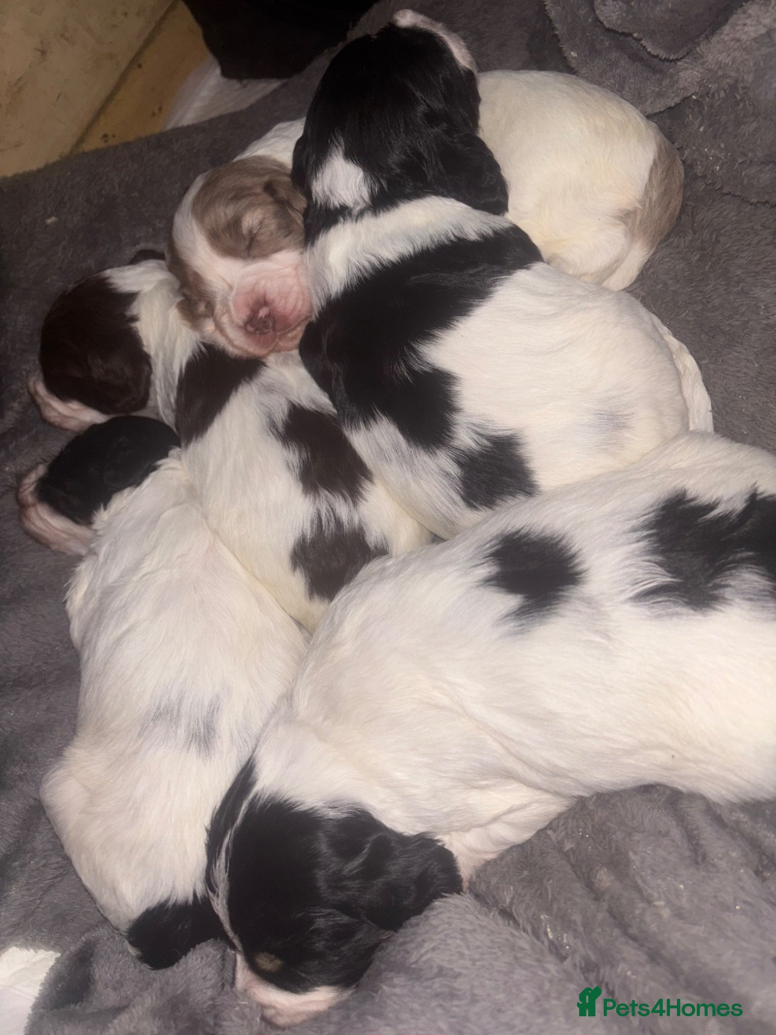 Cockapoo dogs Cockapoo pups  - Advert 9