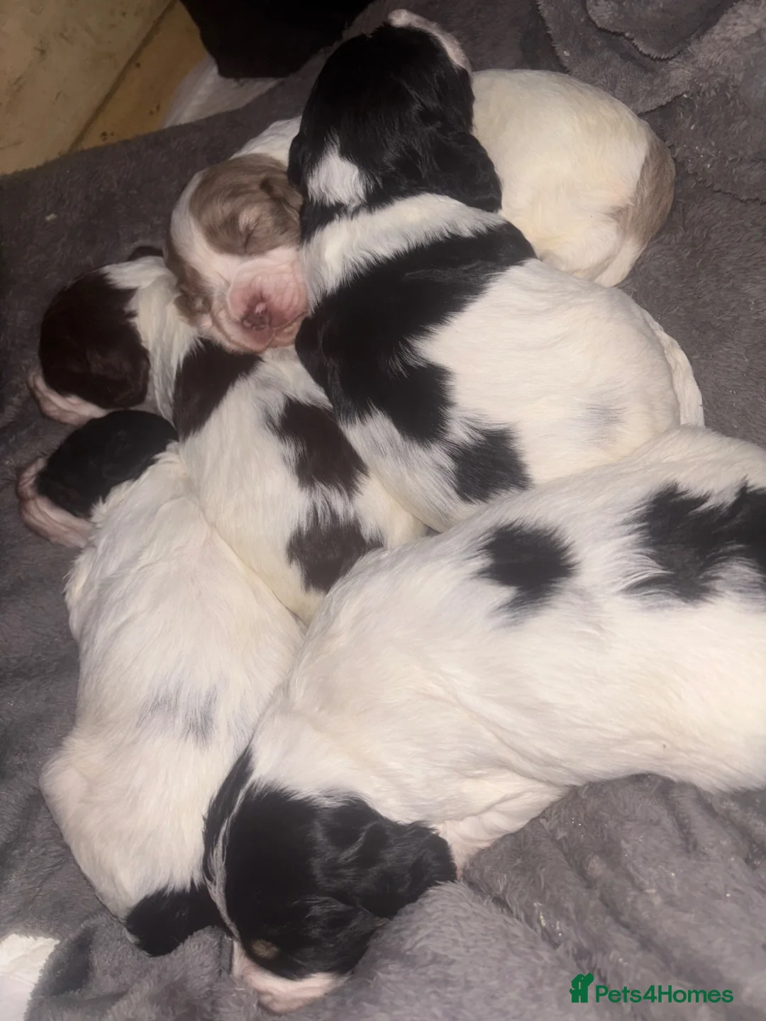 Cockapoo dogs for sale: Cockapoo pups  - Advert 2