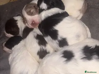 Cockapoo dogs Cockapoo pups - Advert 9