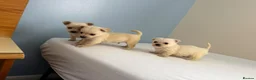 Chihuahua dogs for sale: Chihuahua puppies  in Glasgow - Advert 7